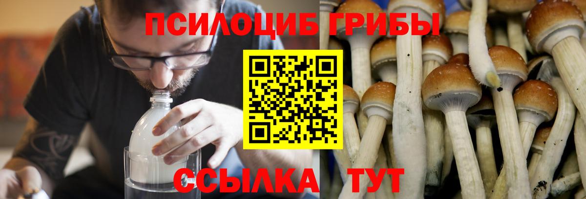 Галлюциногенные грибы Psilocybine cubensis  Псилоцибиновые грибы Magic Shrooms  Полысаево  Вход с VPN 